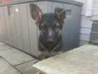 German Shepard pups