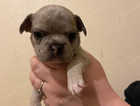Frenchie Puppies