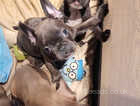 Lovely french bulldog puppies for sale
