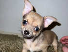 REDUCED -Maggie chihuahua x yorkshire terrier girl
