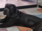 11 Month old Cane Corso for sale