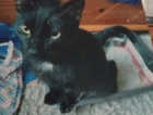 Missing cat