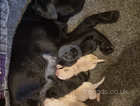 5 labrador puppies looking for new homes