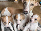 Adorable kc whippet puppies