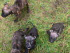 Staffordshire Bull Terriers, Staff, Staffy
