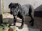 Georgeos cane corso pupps for sale
