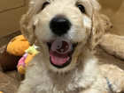 F2b Stunning Goldendoodle Puppies...READY NOW!! 2 only girls available!