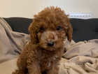 Ready now! KC Registered Red, Miniature Poodles.