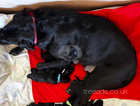KC Registered Labrador Retriever for sale