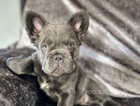 Exceptional KC Registered Lilac & Tan French Bulldog's