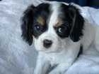 Stunning litter of KC registered blenheim cavalier king charles puppies from health tested parents