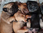 PUG PUPS READY END OF MAY