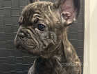 Absolute miniatures - frenchie Pups - READY NOW