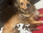 Chihuahua X Jack Russel puppies 1 female left!!