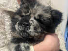 DWKC Registered Black Merle Chow Puppy