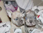 Lovely frenchie babies ready December