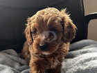 Gorgeous Red F1 Cavapoo Puppies