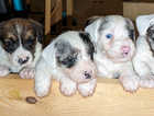 Sealyham terrier cross puppies