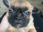 French bulldog cross pug puppies looking for forever homes