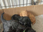 Miniature poodle puppies for sale Price reduced