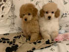 Reduced  toy poodle puppies