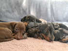 Dachshund puppies X2 looking for forever homes
