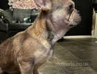 11 month old French bulldog