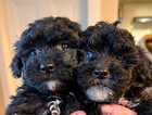 Gorgeous Shihpoo puppies