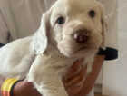 One beautiful kc reg white cocker spaniel