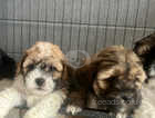 5 Beautiful Shihpoos for sale