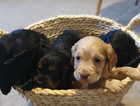 cocker spaniel puppies kc reg