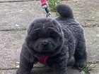 Stunning chow chow puppies