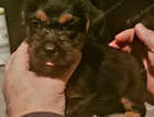 Pups for sale