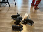 French bulldog puppies ready to leave