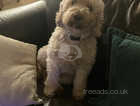 Beautifull Cockapoo puppies for sale to loving homes