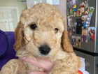 Beautiful cockapoo puppy for sale