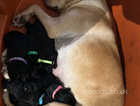 9 beautiful Sprockerdor pups for sale