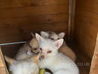 3 beautiful Pomchi puppies for sale!