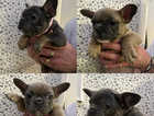 French Bulldog Puppies KC Registered