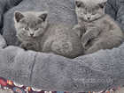 LAST GIRL -  British Shorthair Kittens