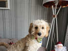 Lovely 9 month old cockapoo needs a forever home.