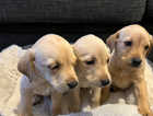 Kc Labrador puppies