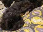 2 ebony black cavapoo puppies