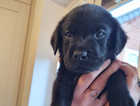 4-- beautiful black labrador puppies available