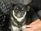 KC girl PUG for sale in Scarborough