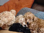 Toy poodles looking for new home