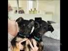 German shepherd puppies 1 boy 1 girl