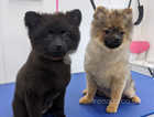 KC Registered Pomeranian Puppies