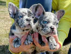 Cute Lovely French Bulldogs for goof homes