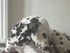 3 beautiful male Dalmatian pups ready to leave now